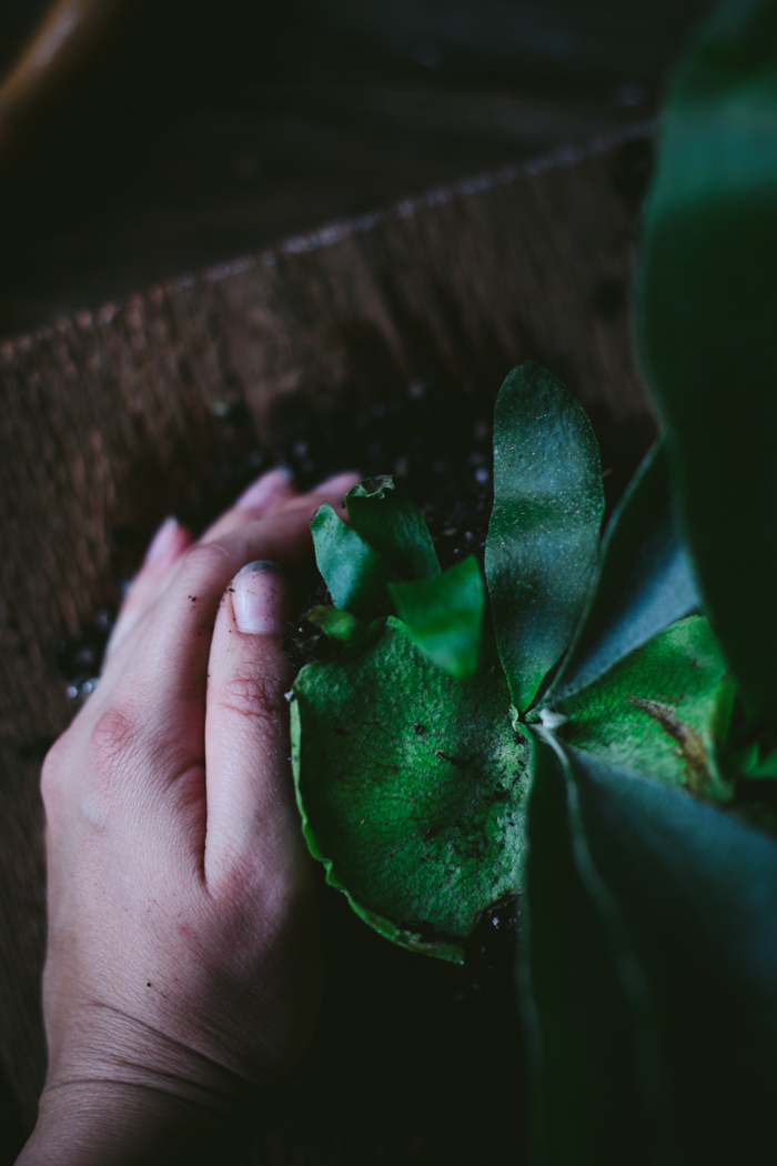 Wall Mounted Staghorn Fern by Eva Kosmas Flores | Adventures in Cooking