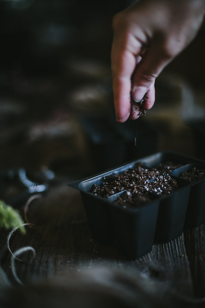 How To Start Seeds by Eva Kosmas Flores | Adventures in Cooking