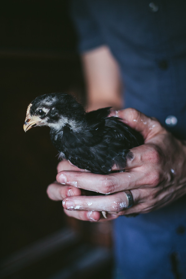 My Chickens | Diane 1 month old by Eva Kosmas Flores of Adventures in Cooking