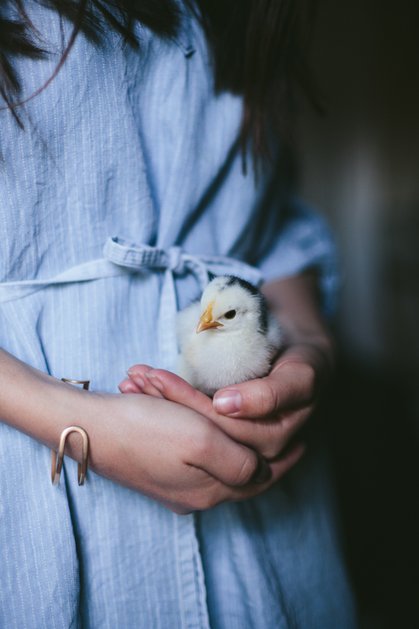 My Chickens | Roz 1 week old | by Eva Kosmas Flores of Adventures in Cooking