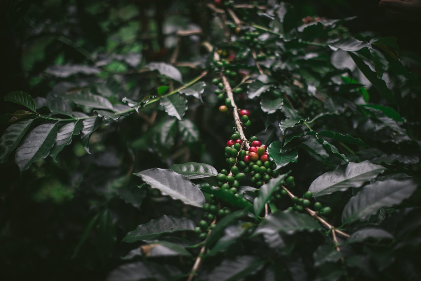 How Coffee is Grown by Eva Kosmas Flores-52
