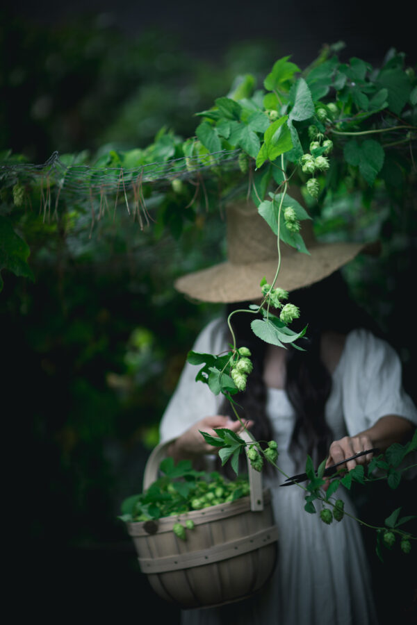 Harvesting Hops from the Garden