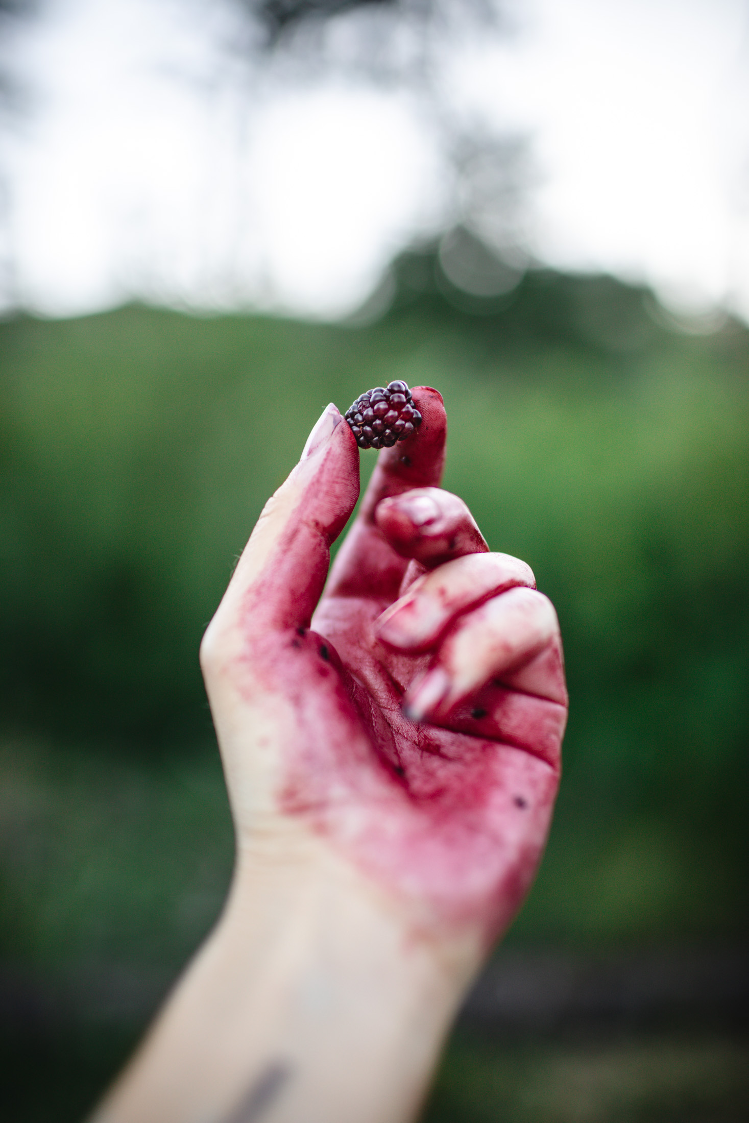 Blackberry Picking by Eva Kosmas Flores