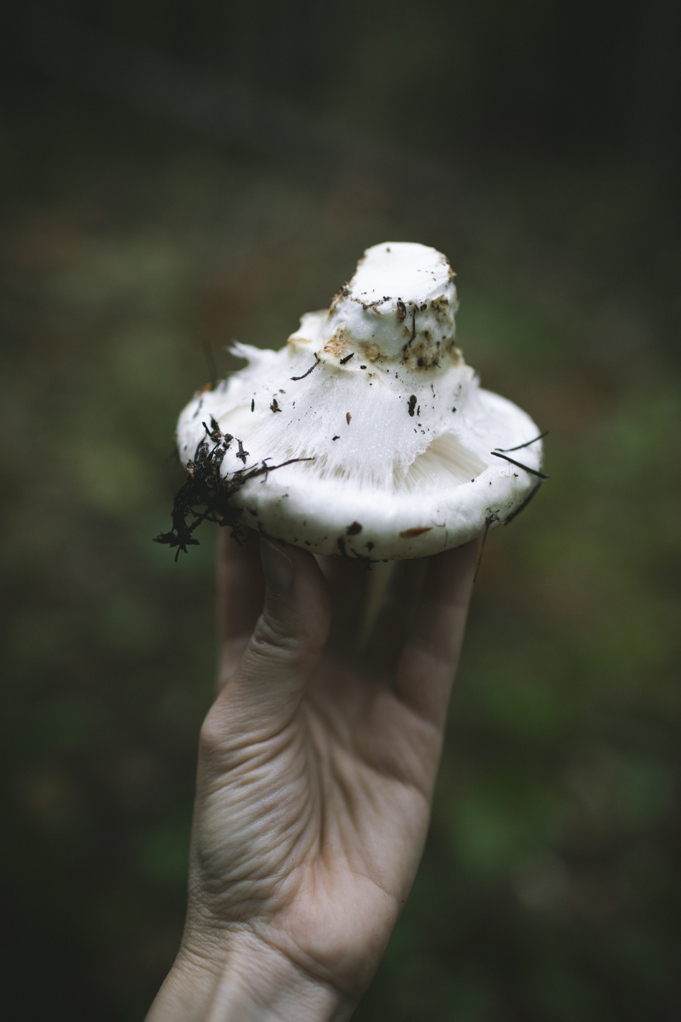 Matsutake Mushrooms in the Pacific Northwest
