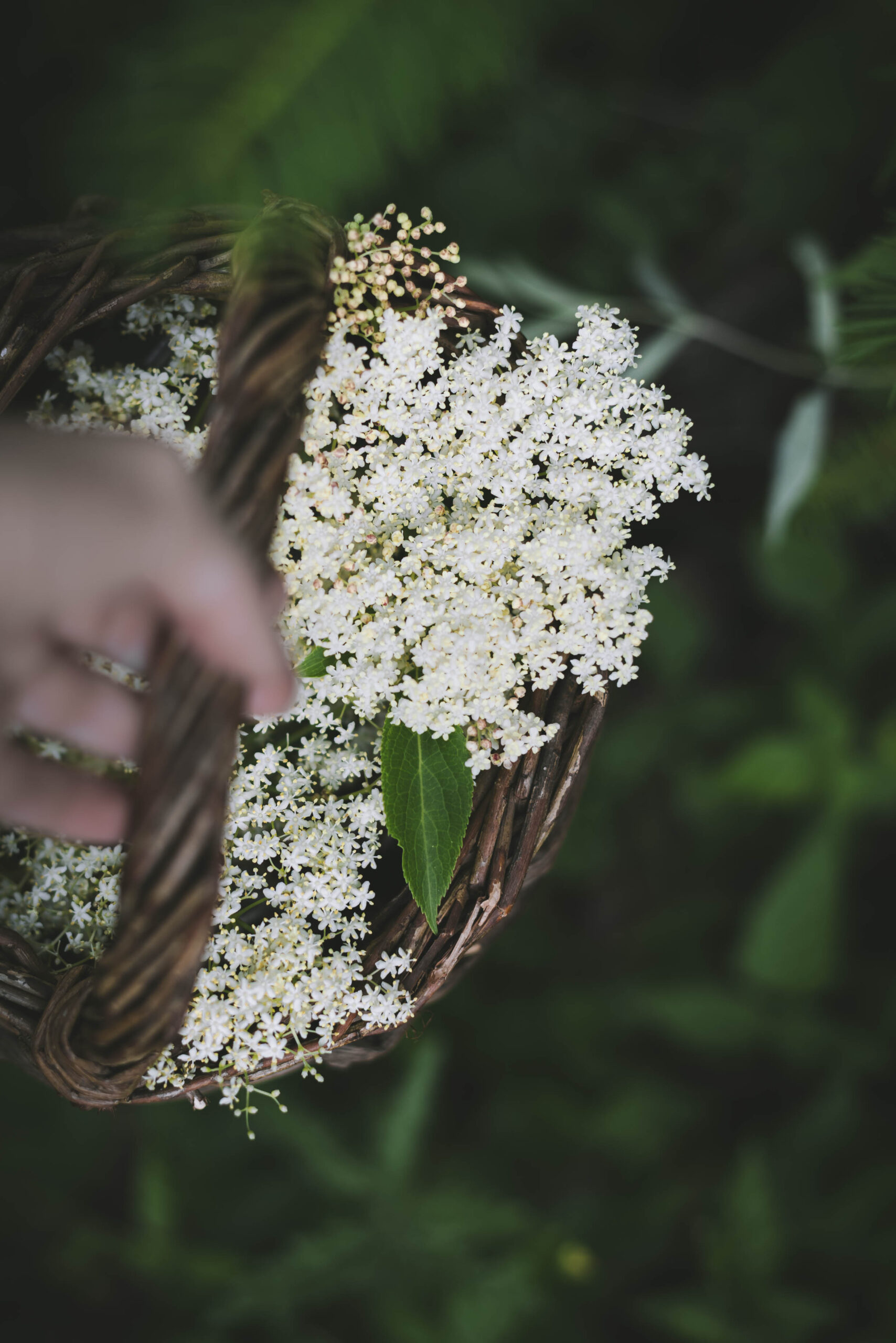 Elderflower Harvest